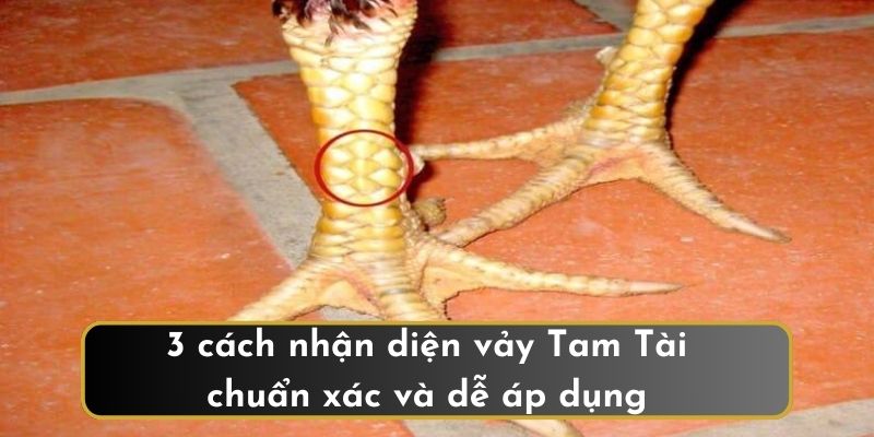 3 cách nhận diện vảy Tam Tài chuẩn xác và dễ áp dụng