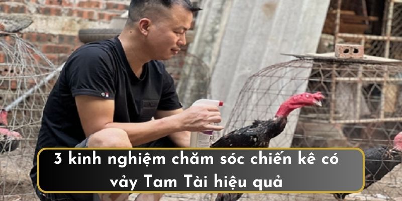 3 kinh nghiệm chăm sóc chiến kê có vảy Tam Tài hiệu quả