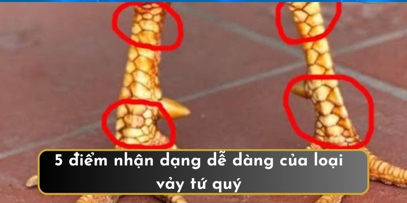 5 điểm nhận dạng dễ dàng của loại vảy tứ quý 