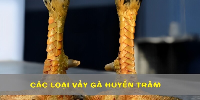 Vảy gà huyền trâm được chia thành 4 loại phổ biến