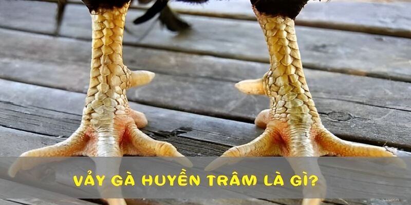 Vảy gà huyền trâm là dấu hiệu của một chiến kê bất bại