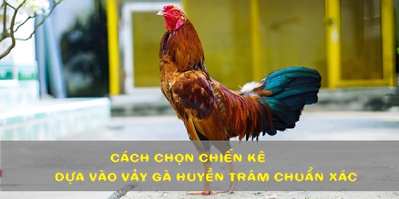 4 cách chọn chiến kê bất bại dựa vào vảy huyền trâm