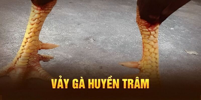 Bí mật đằng sau những chiến kê có vảy gà huyền trâm