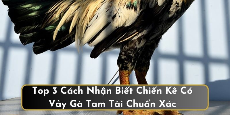 Nhận biết vảy gà Tam Tài mới nhất 2024