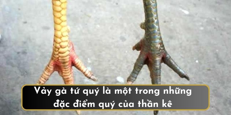 Vảy gà tứ quý là một trong những đặc điểm quý của thần kê