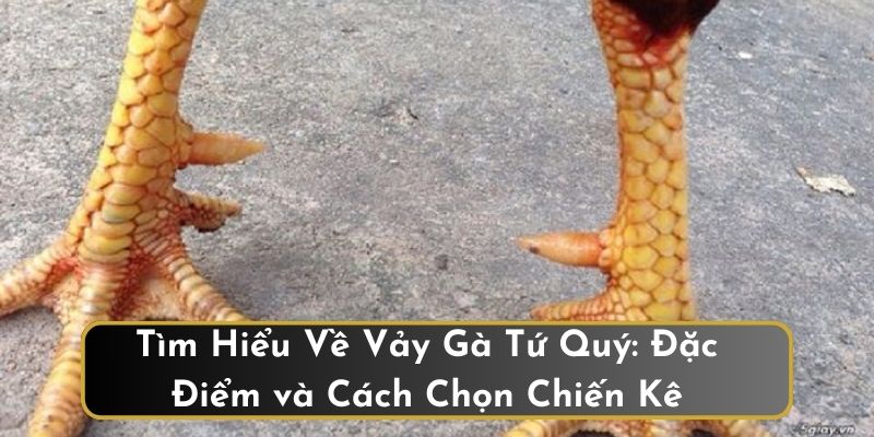 Tìm hiểu chi tiết vảy gà tứ quý để chọn chiến kê