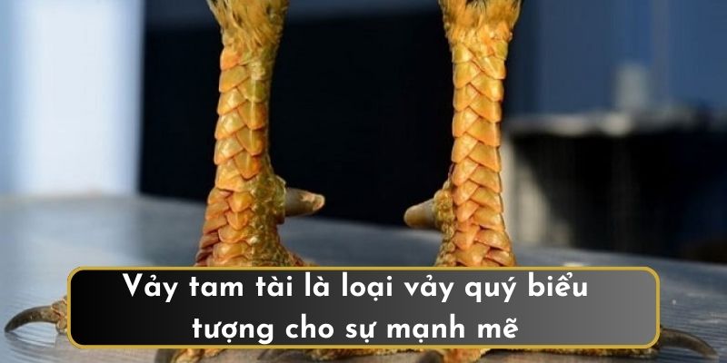 Vảy tam tài là loại vảy quý biểu tượng cho sự mạnh mẽ